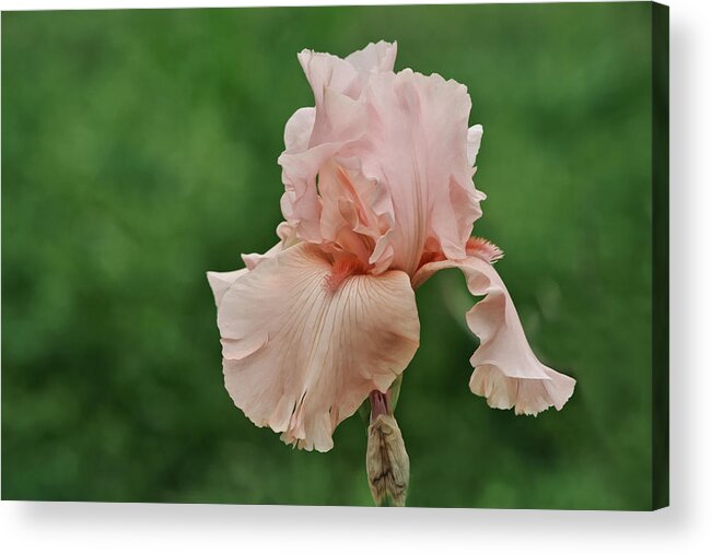 Peach Acrylic Print featuring the photograph Pink Peach Iris Flower by Gaby Ethington
