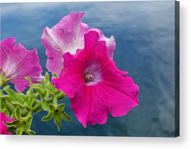 Lake Acrylic Print featuring the photograph Pink Petunias Above the Lake by Russel Considine