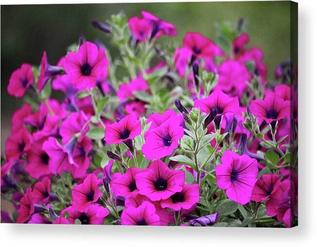 Petunia Acrylic Print featuring the photograph Pink Petunias by Cynthia Guinn