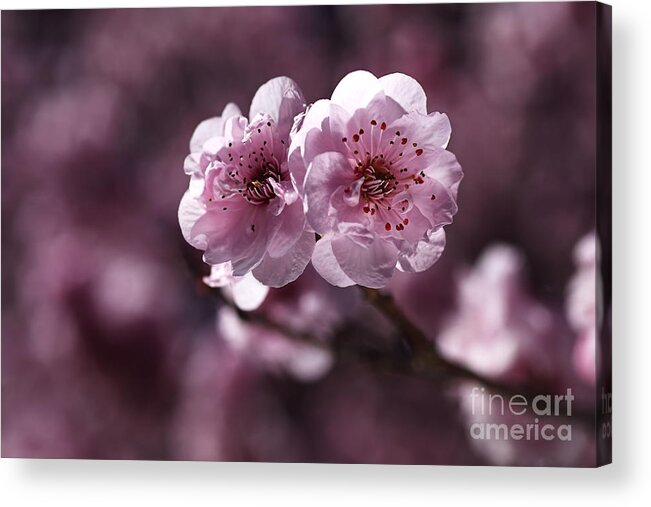 Prunus Blieriana Acrylic Print featuring the photograph Pink Prunus Blossom by Joy Watson
