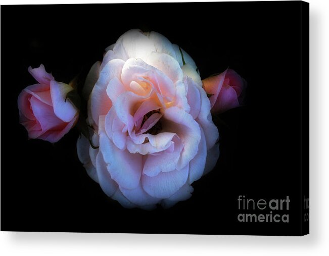 Flowers Acrylic Print featuring the photograph Pink Rose by Elaine Teague