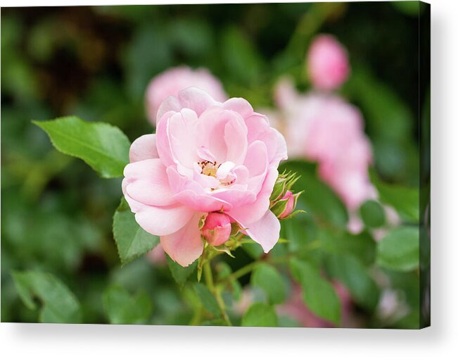 Pink Rose Acrylic Print featuring the photograph Pink Rose by Tanya C Smith