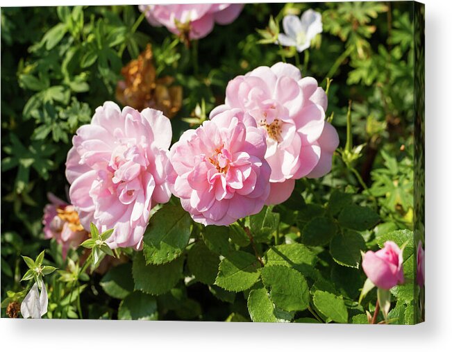 Roses Acrylic Print featuring the photograph Pink Roses In The Garden by Tanya C Smith