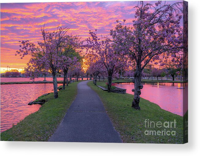 Dogwoods Acrylic Print featuring the photograph Pink Sky Over Babylon by Sean Mills