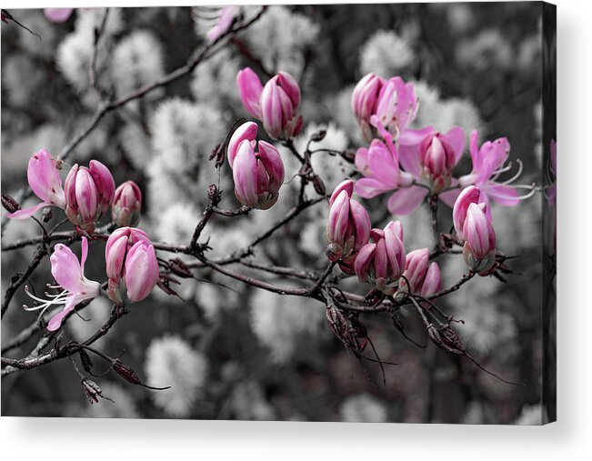 Nature Acrylic Print featuring the photograph Pink Splash by Christopher Brown
