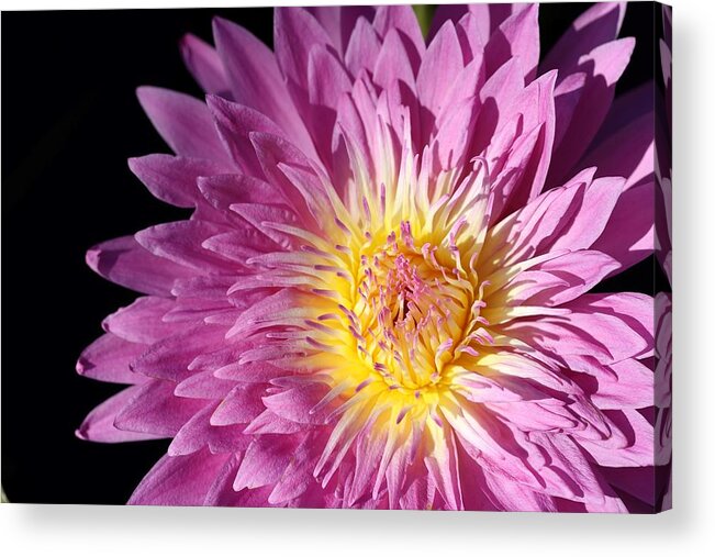 Water Lily Acrylic Print featuring the photograph Pink Splendor by Mingming Jiang