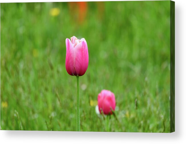 Tulip Acrylic Print featuring the photograph Pink Tulip by Andrew Lalchan