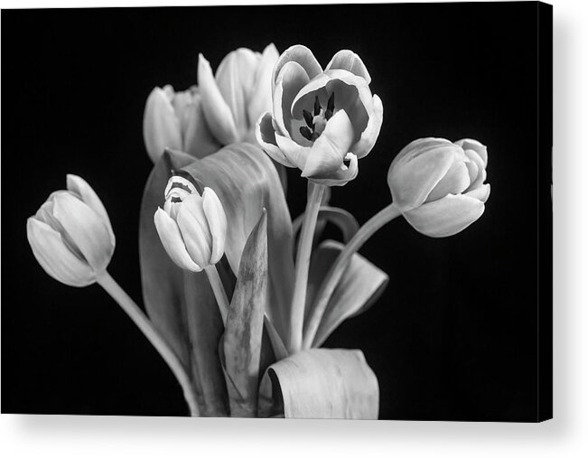 Tulips Acrylic Print featuring the photograph Pink Tulips Pink Impression X103 by Rich Franco