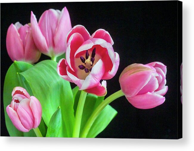Tulips Acrylic Print featuring the photograph Pink Tulips Pink Impression X105 by Rich Franco