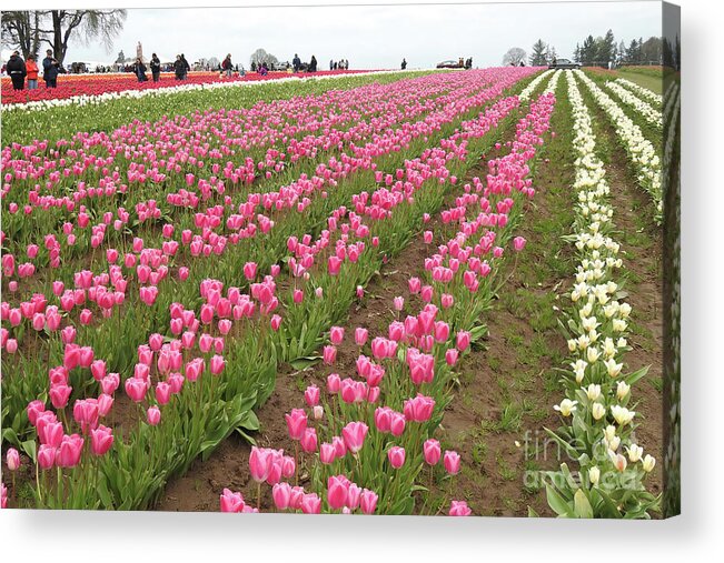 Tulips Acrylic Print featuring the photograph Pink Tulips by Scott Cameron