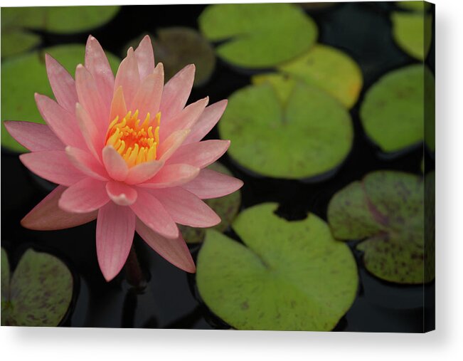 Pink Acrylic Print featuring the photograph Pink waterlily by Stacy Abbott