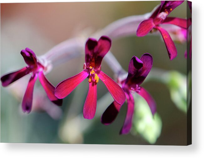 Hot Pink Acrylic Print featuring the photograph Pinks Forward by Kristin Hatt