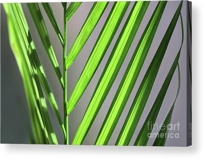 Macro Acrylic Print featuring the photograph Plant on the Sill by Karen Adams