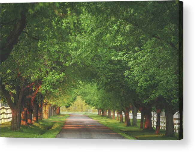 Summer Acrylic Print featuring the photograph Plantation Path by Carrie Ann Grippo-Pike