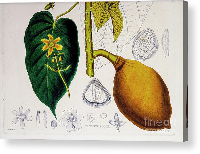 Poisonous Acrylic Print featuring the photograph Plants of Java 1838 q22 by Botany