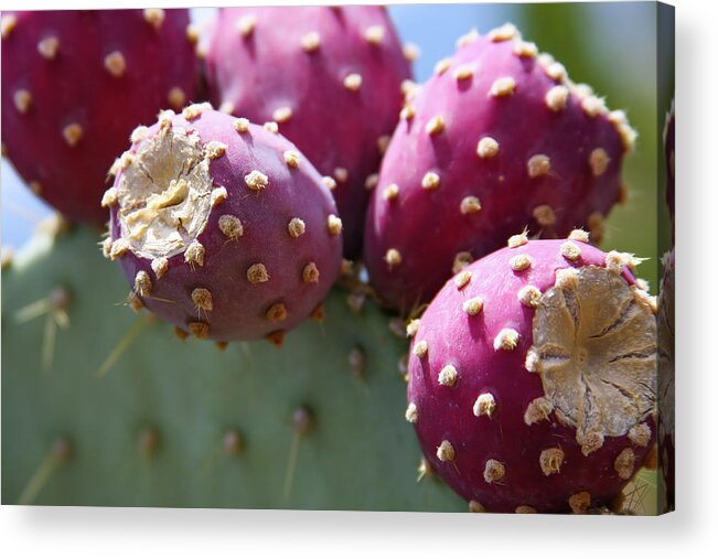 Prickly Pear Acrylic Print featuring the photograph Plump Prickly Pear Fruit by Bonny Puckett