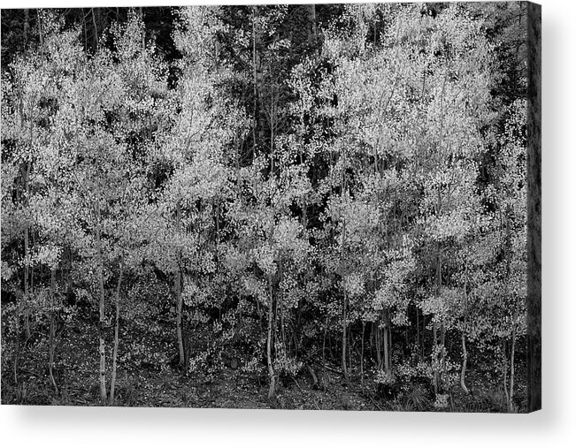 Fall Acrylic Print featuring the photograph Pointillistic Aspens In Black and White by Denise Bush