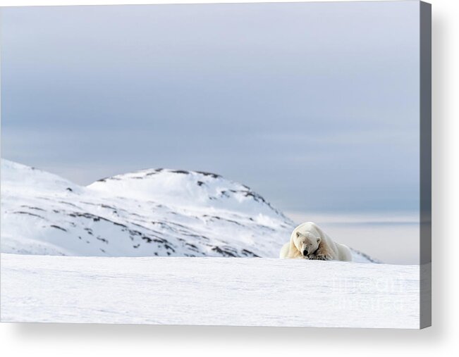 Polar Acrylic Print featuring the photograph Polar bear resting on the snow in Svalbard by Jane Rix