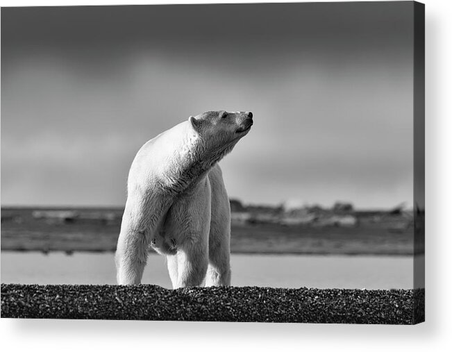 Arctic Acrylic Print featuring the photograph Polar Bear by Scott Slone