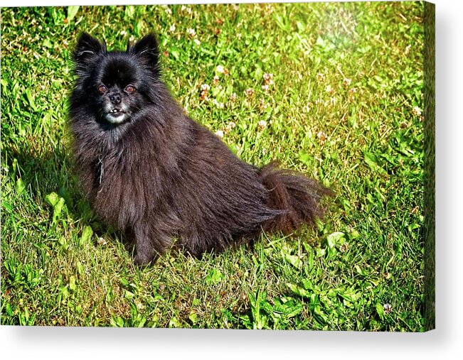Dog Acrylic Print featuring the photograph Pom Getting Old by David Desautel