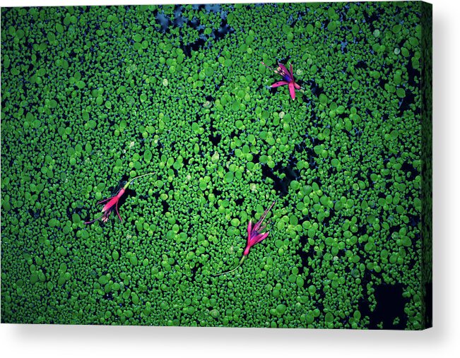 Abstract Flowers Acrylic Print featuring the photograph Pond flowers by Naomi Maya