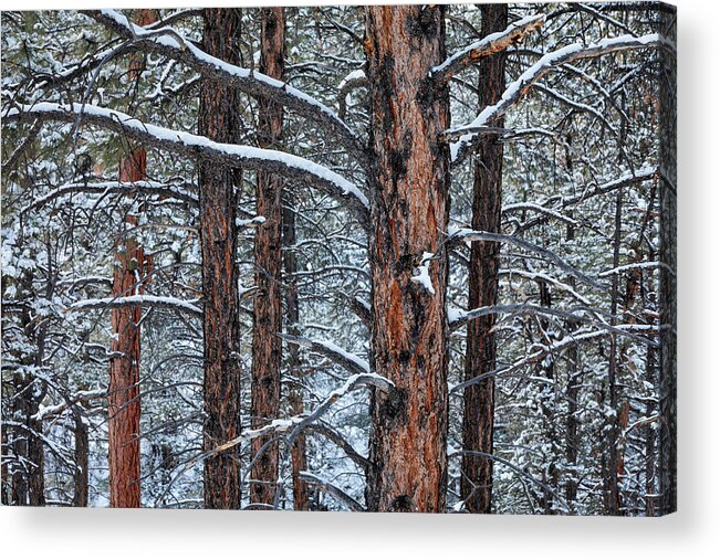 Ponderosa Acrylic Print featuring the photograph Ponderosa Forest Close-up by Denise Bush
