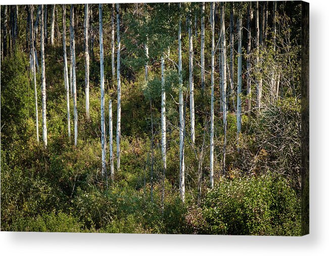 Scenics Acrylic Print featuring the photograph Poplars on a British Columbia Hillside by Mary Lee Dereske
