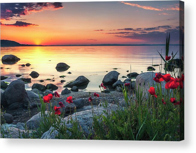 Sea Acrylic Print featuring the photograph Poppies By the Sea by Evgeni Dinev