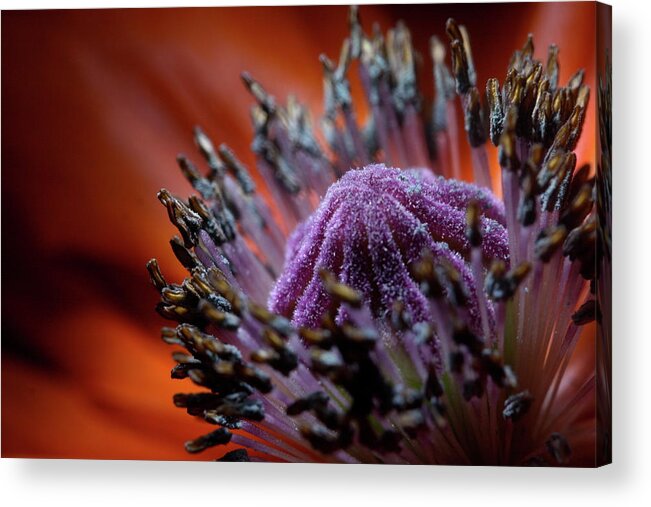 Floral Acrylic Print featuring the photograph Poppy 1703 by Julie Powell