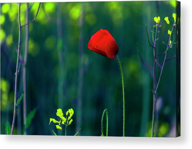 Bulgaria Acrylic Print featuring the photograph Poppy by Evgeni Dinev