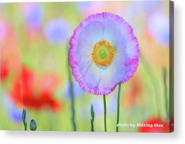 Poppy Flowers Acrylic Print featuring the photograph Poppy Flowers by Shixing Wen