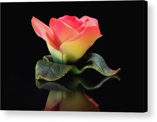 Porcelain Acrylic Print featuring the photograph Porcelain Rose by Steven Nelson