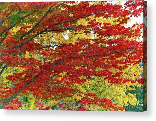 Abstract Acrylic Print featuring the photograph Port Gamble Fall Colors by David Desautel