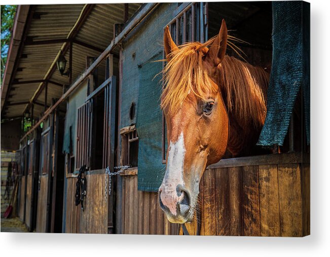 Horse Acrylic Print featuring the photograph Portrait of a brown horse by Fabiano Di Paolo