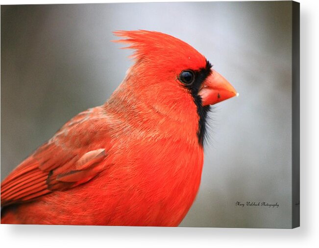 Birds Wildlife Nature Acrylic Print featuring the photograph Portrait of a Cardinal by Mary Walchuck