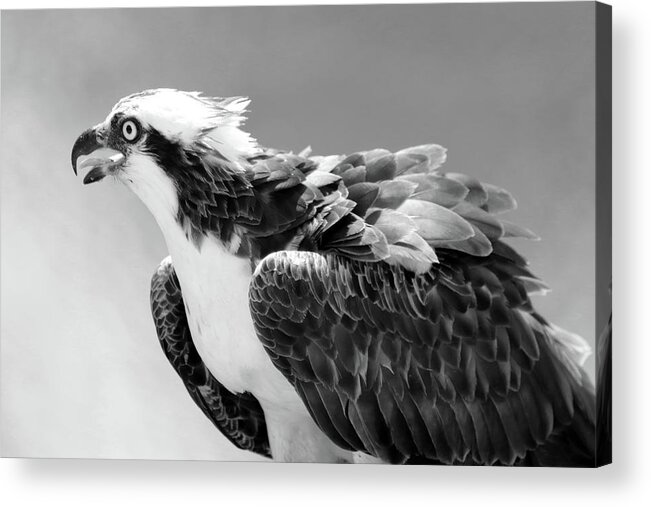 Osprey Acrylic Print featuring the photograph Portrait of an Osprey B W by David T Wilkinson