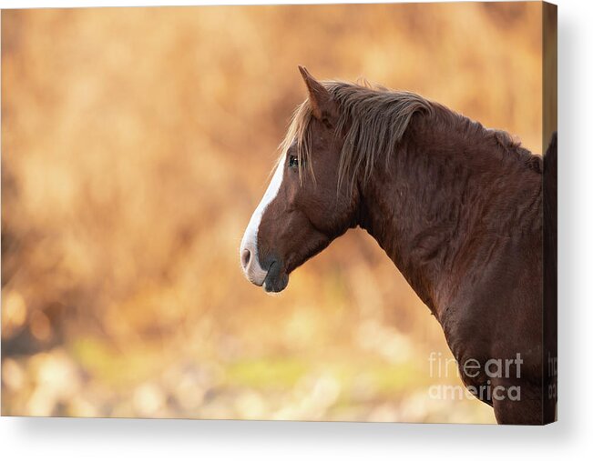 Stallion Acrylic Print featuring the photograph Portrait by Shannon Hastings