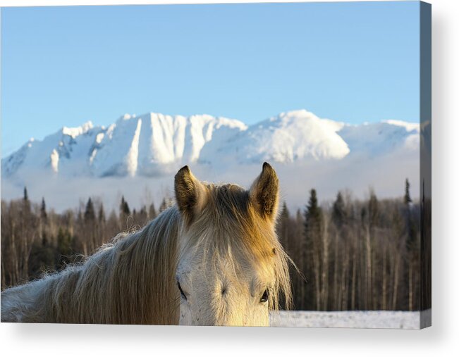 Winter Acrylic Print featuring the photograph Power from the Mountain by Listen To Your Horse