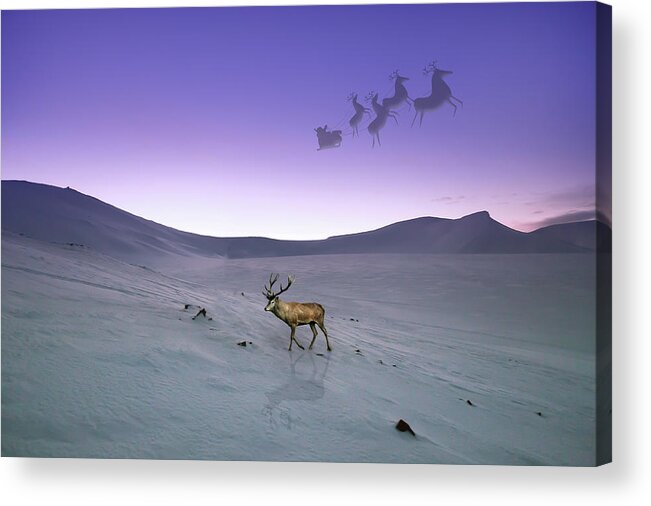 Deer Acrylic Print featuring the photograph Practice by Alison Frank