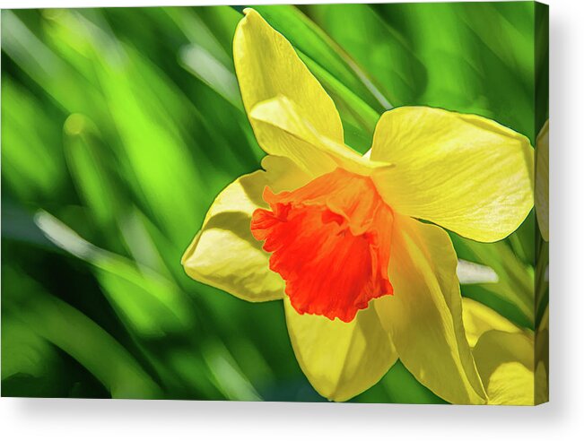 Daffodils Acrylic Print featuring the photograph Precocious Daffodil by Marcy Wielfaert