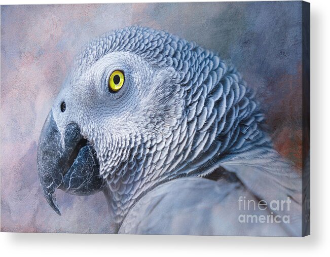 African Grey Parrot Acrylic Print featuring the photograph Pretty African Grey Parrot by Elisabeth Lucas