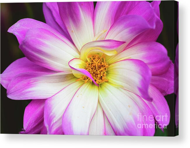 Pink Flower Acrylic Print featuring the photograph Pretty in Pink by Abigail Diane Photography