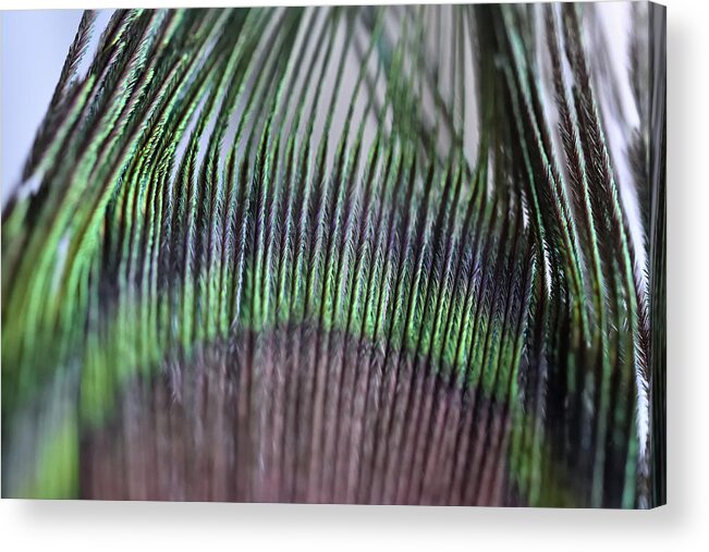 Peacock Feathers Acrylic Print featuring the photograph Pretty Peacock by Leanna Kotter