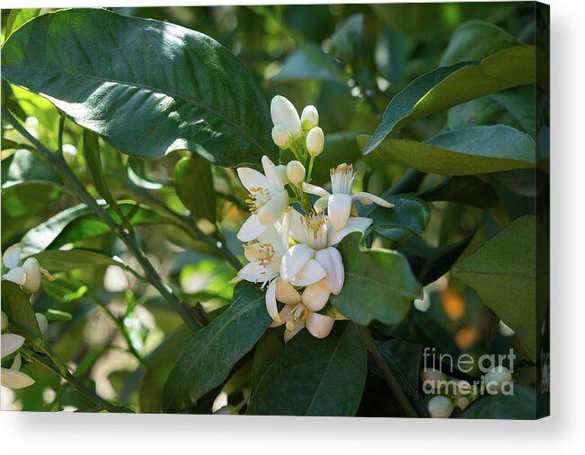 Orange Blossom Acrylic Print featuring the photograph Pretty white orange blossoms and green leaves by Adriana Mueller
