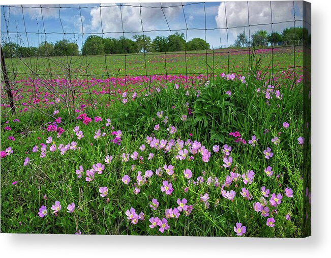 Spring Wildflowers Acrylic Print featuring the photograph Primrose at the Fenceline by Lynn Bauer