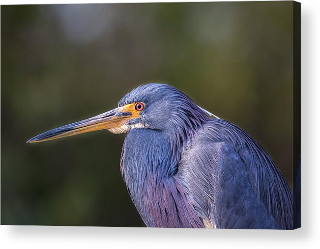 Heron Acrylic Print featuring the photograph Profile by Les Greenwood