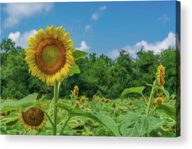 Sunflower Acrylic Print featuring the photograph Proud Sunflower by Liz Albro