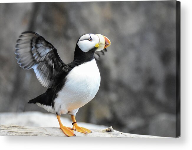 Wildlife Acrylic Print featuring the photograph Puffin prepares for flight by Ed Stokes