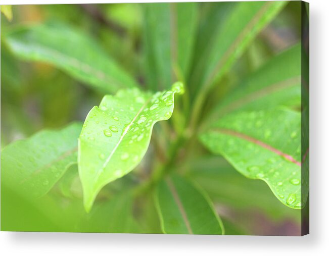 Leaf Acrylic Print featuring the photograph Pure Intentions by Josu Ozkaritz