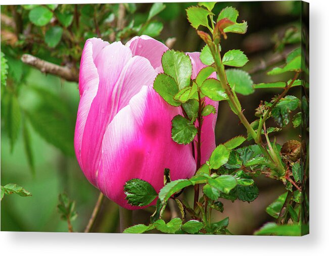 Green Acrylic Print featuring the photograph Purple and White Tulip Tucked Among the Leaves by Auden Johnson